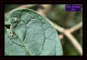 Anaqua Leaf Read the Explanation and Look Very Close