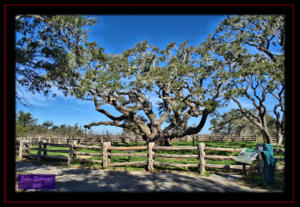 Aransas County Goose Island State Park Big Tree Virginia Live Oak Quercus Virginiana