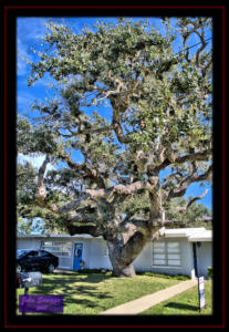 Aransas County Texas Live Oak Tree with 1919 Hurricane Windmill