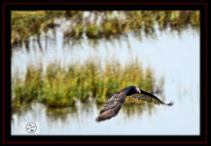 Aransas National Wildlife Refuge 1