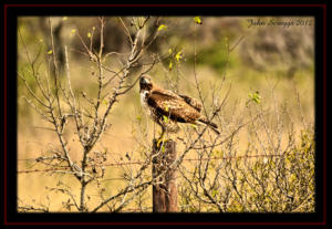 Aransas National Wildlife Refuge 2