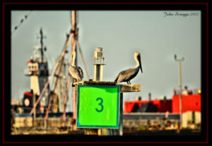 Brown Pelicans at Roberts Point Park Port Aransas Texas