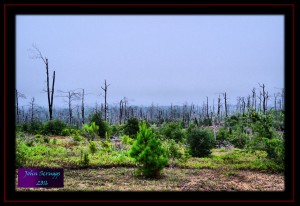 Bastrop State Park Recovering from the 2011 Bastrop Complex Wildfire