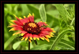 Wildflower:  Indian Blanket