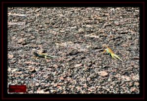 Lizards are always Sunning on the surface