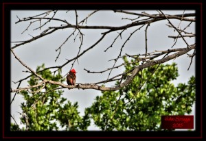 Vermillion Flycatcher