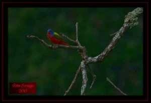 Painted Bunting