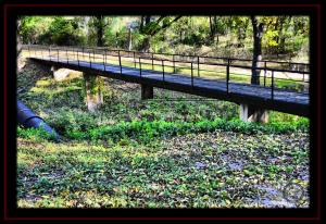 Bridge in Risien Park