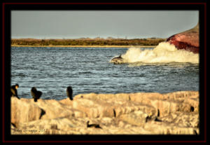 Dolphin Watching at Roberts Point Park Port Aransas Texas