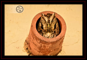 Eastern Screech Owl at Laguna Atascosa NWR