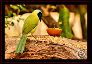 Green Jay at Laguna Atascosa NWR