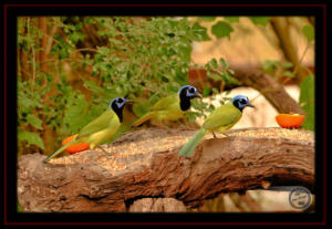 Green Jay at Laguna Atascosa NWR