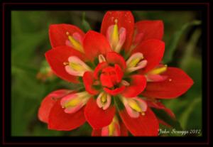 Wildflower:  Indian Paintbrush