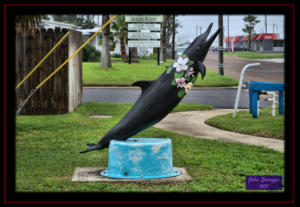 Painted Dolphins of Port Isabel 2
