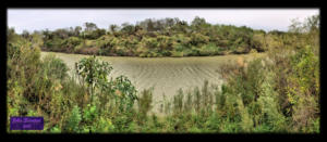 Rio Grande River from the Sabal Palm Sanctuary Overlook