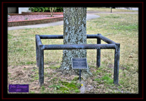 Shumard Oak Quitman Texas Wood County Courthouse Grounds