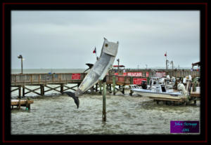 Tarpon Caught by the World's Largest Fly Fishing Rod